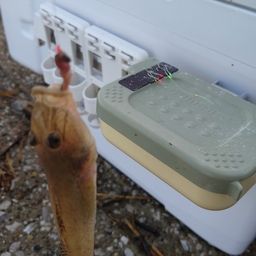 マハゼ