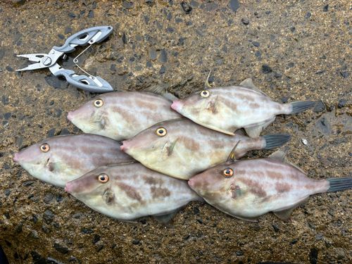 ウマヅラハギの釣果
