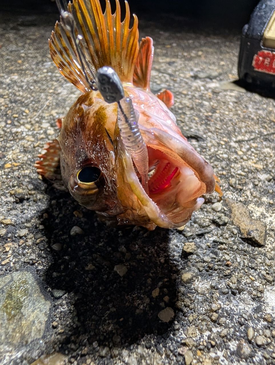 カサゴ