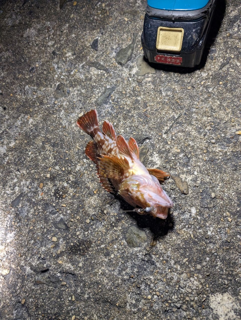 カサゴ