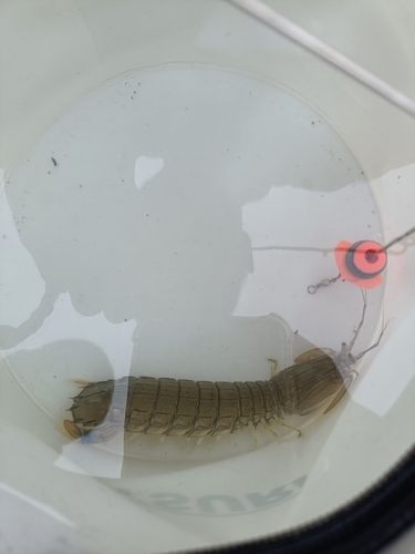 シャコの釣果