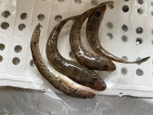 ハゼの釣果