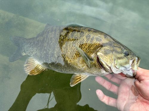 スモールマウスバスの釣果