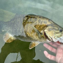 スモールマウスバス