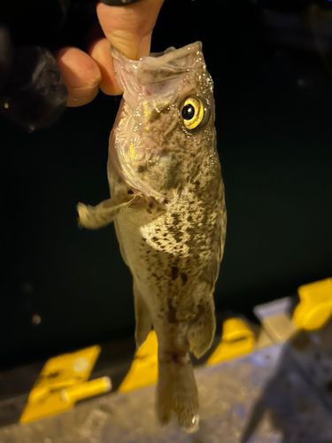 クロソイの釣果