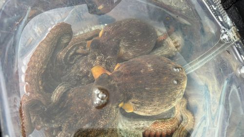 タコの釣果