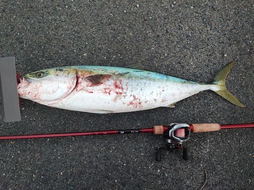 ブリの釣果