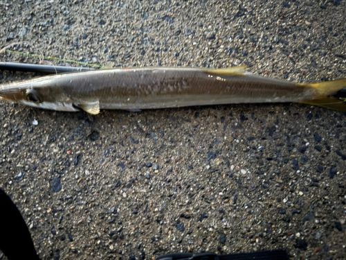 カマスの釣果
