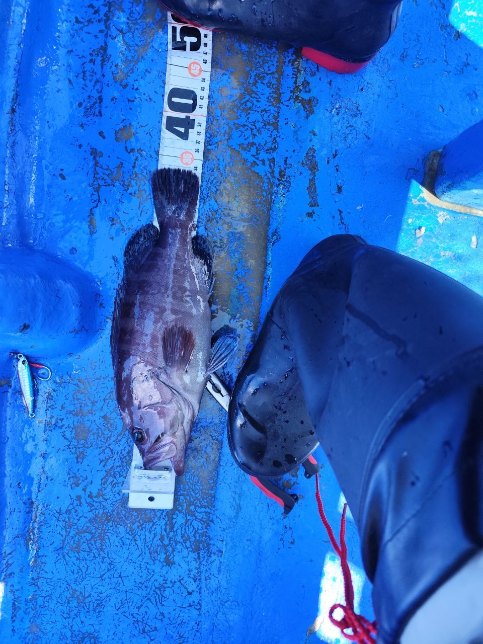 シラオジーさんの釣果 1枚目の画像