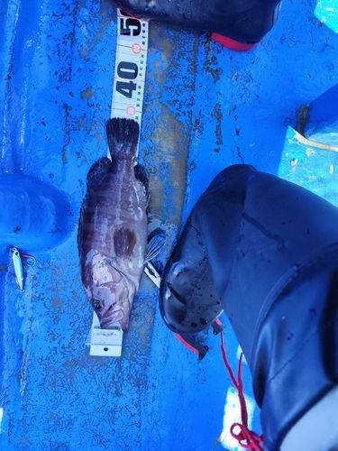 マハタの釣果