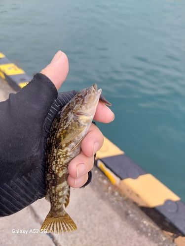 アブラコの釣果