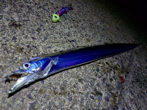 タチウオの釣果