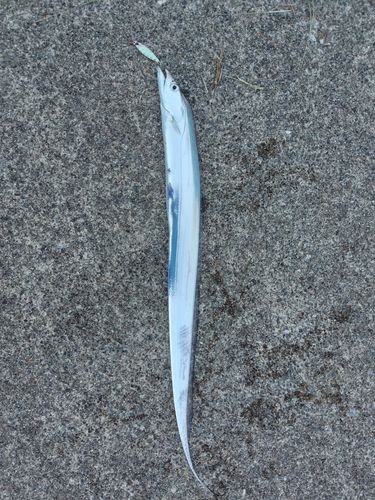 タチウオの釣果