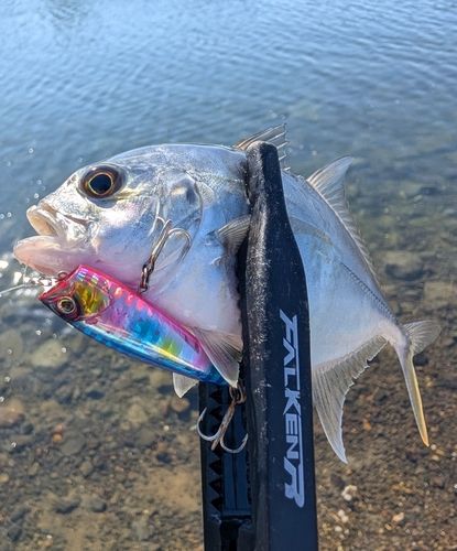 メッキの釣果