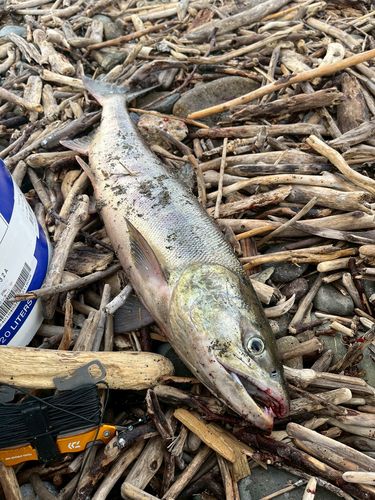 アキアジの釣果