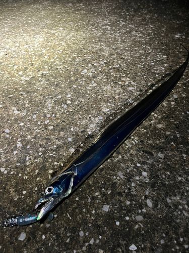 タチウオの釣果