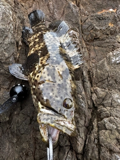 チャイロマルハタの釣果