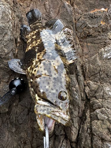 チャイロマルハタの釣果