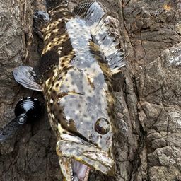 チャイロマルハタ