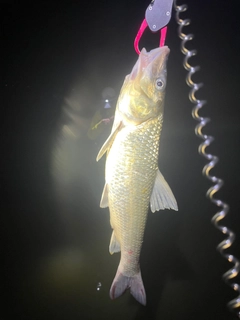 ニゴイの釣果