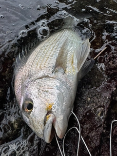 ヘダイの釣果