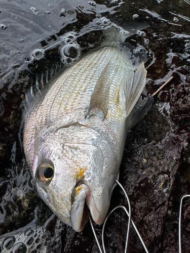 ヘダイの釣果