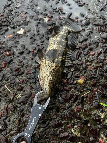 チャイロマルハタの釣果