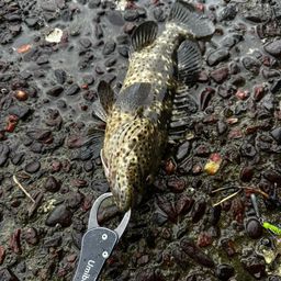 チャイロマルハタ