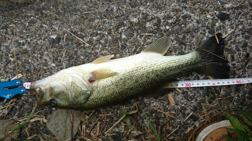 ブラックバスの釣果