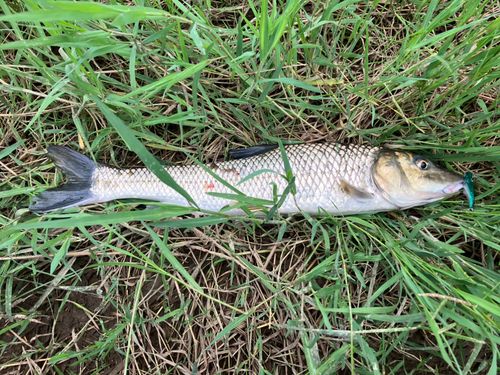 ニゴイの釣果