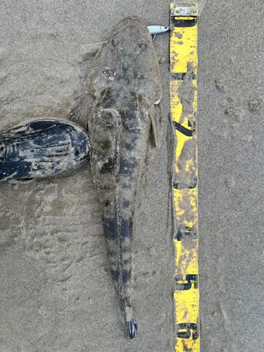 マゴチの釣果