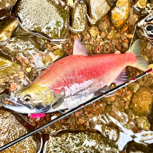 ヒメマスの釣果