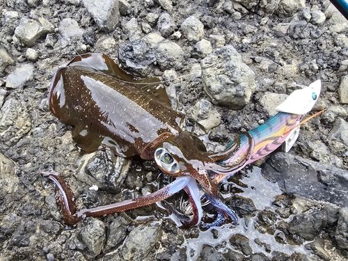 アオリイカの釣果