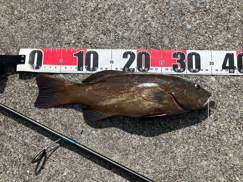 アオノメハタの釣果