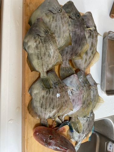 カワハギの釣果