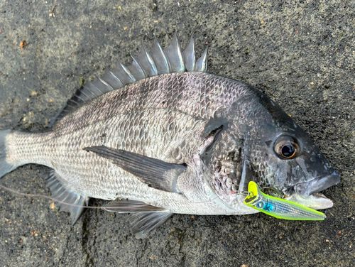 チヌの釣果