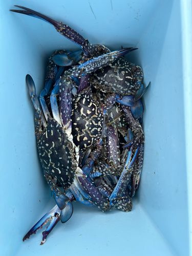 タイワンガザミの釣果