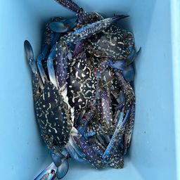 タイワンガザミ