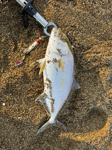 ショゴの釣果