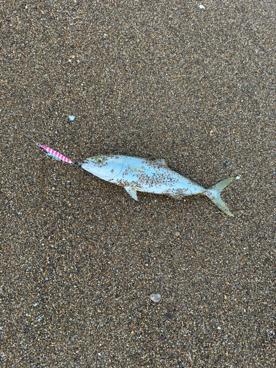 ショゴ