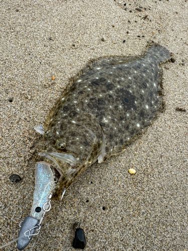 ヒラメの釣果