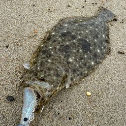 ヒラメ
