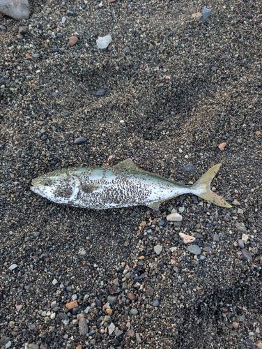 ワカシの釣果