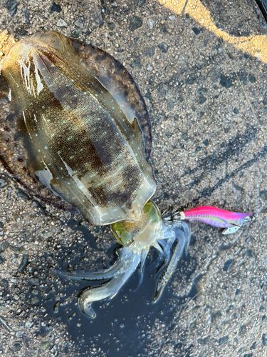 アオリイカの釣果