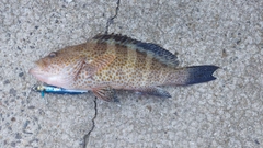 オオモンハタの釣果