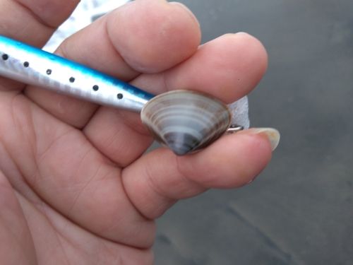 釣果