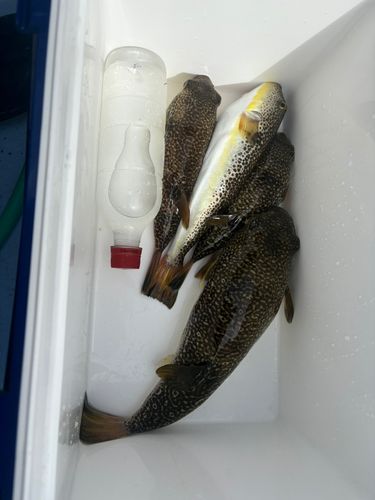 ショウサイフグの釣果
