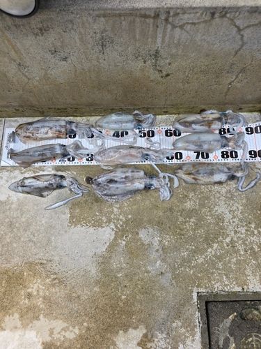 アオリイカの釣果