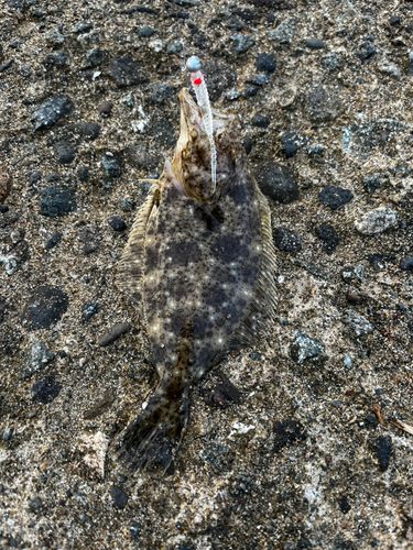 コゾクラの釣果