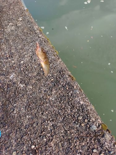 マハゼの釣果